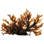 Algue Brune