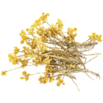 Hydrolat d'Immortelle