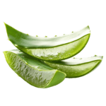 aloe-vera-lait-corps