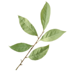 arbre-the-cheveux