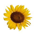 tournesol-baume-dem