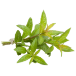 verveine-corps