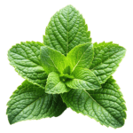 menthe-corps