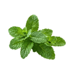 Design sans titre (3)