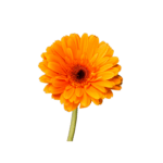 Design sans titre (9)