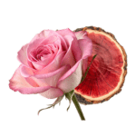 Notes de fond_brume Fresh Mango