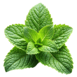 menthe