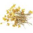 Hydrolat d'Immortelle