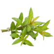 verveine